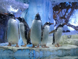 Pingviner i Dubai Aquarium & Underwater Zoo