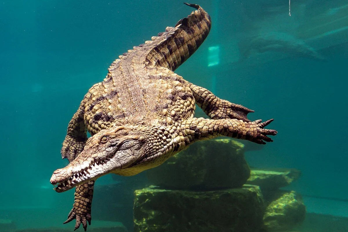 Входной билет в Дубайский парк крокодилов