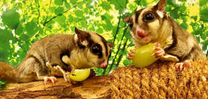 Sugar Gliders (Petaurus breviceps).