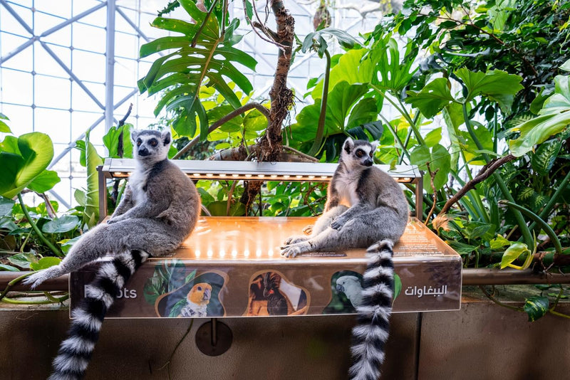 Ring-tailed lemurs