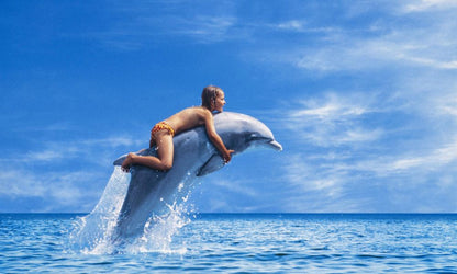 Sidesvømning med delfiner med eksperttrænere og transport