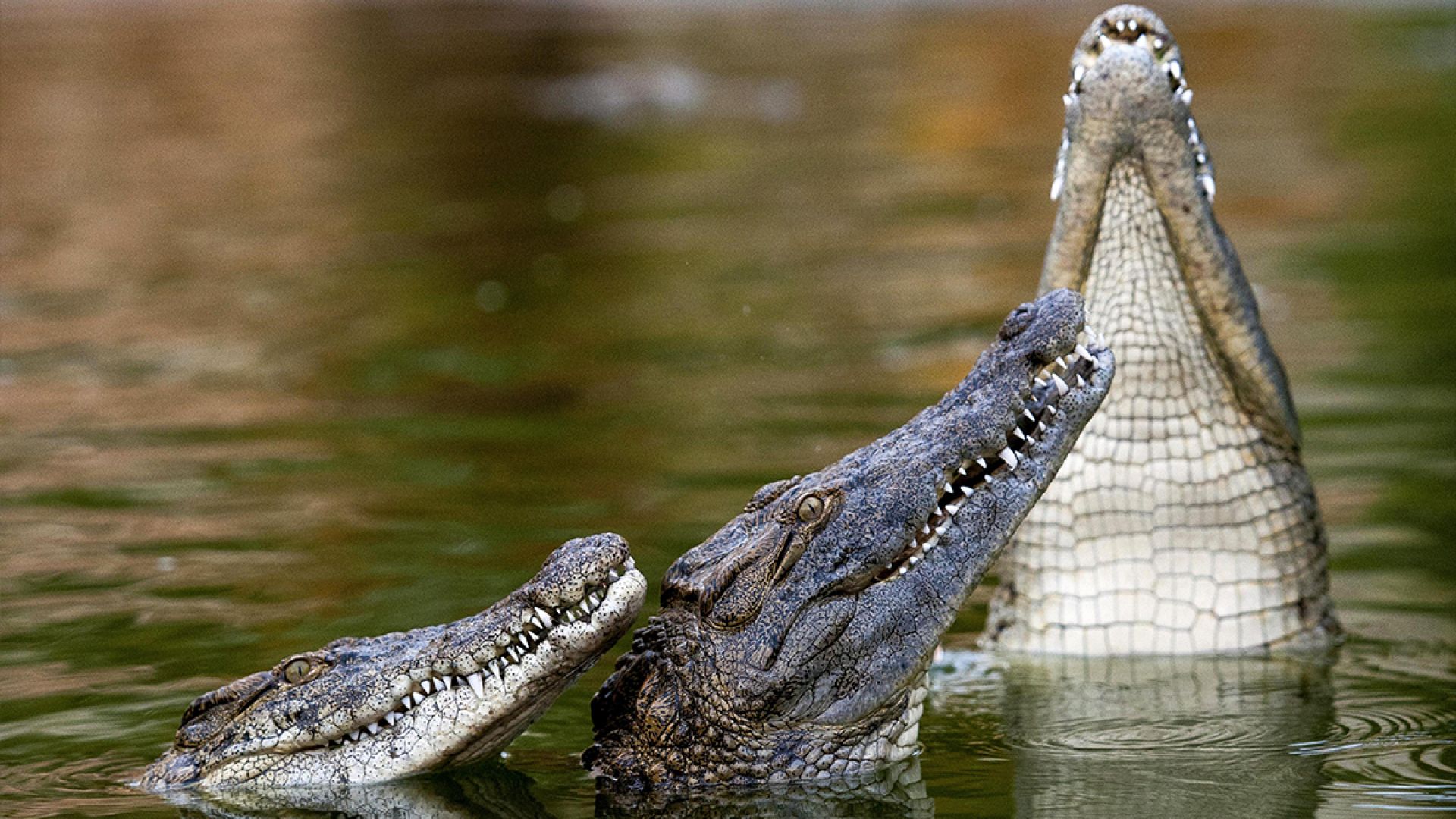 Crocodiles in water