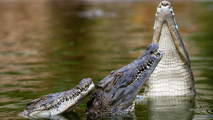Crocodiles in water