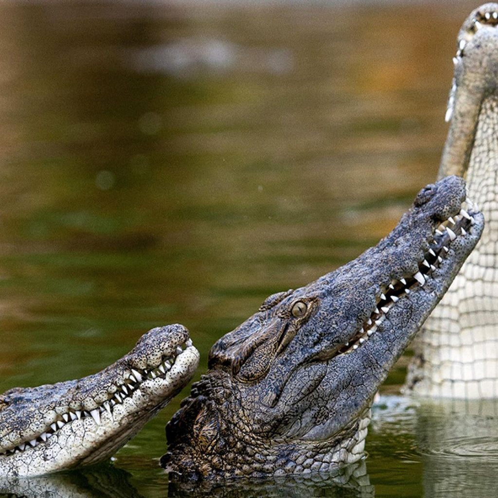 Crocodiles in water
