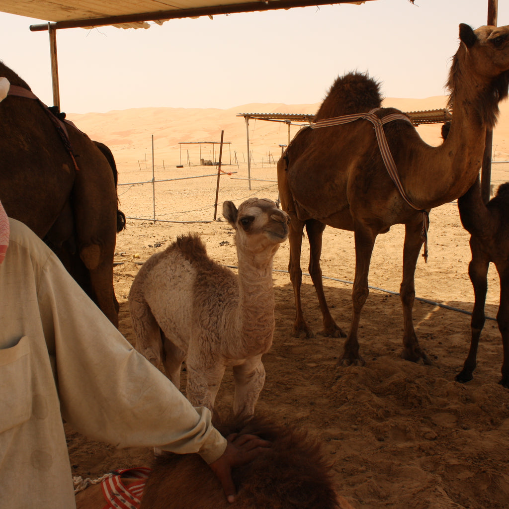 Liwa Camel Farm