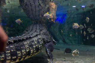 saltwater crocodile (Crocodylus porosus