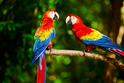 Featuring two Scarlet Macaws