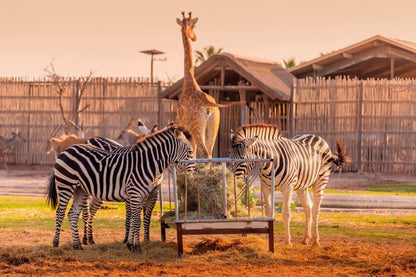 Dubai Safari Parkı Biletleri