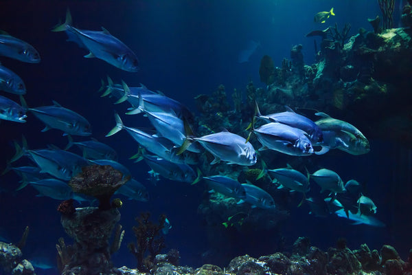 Scuba Diving Discovery