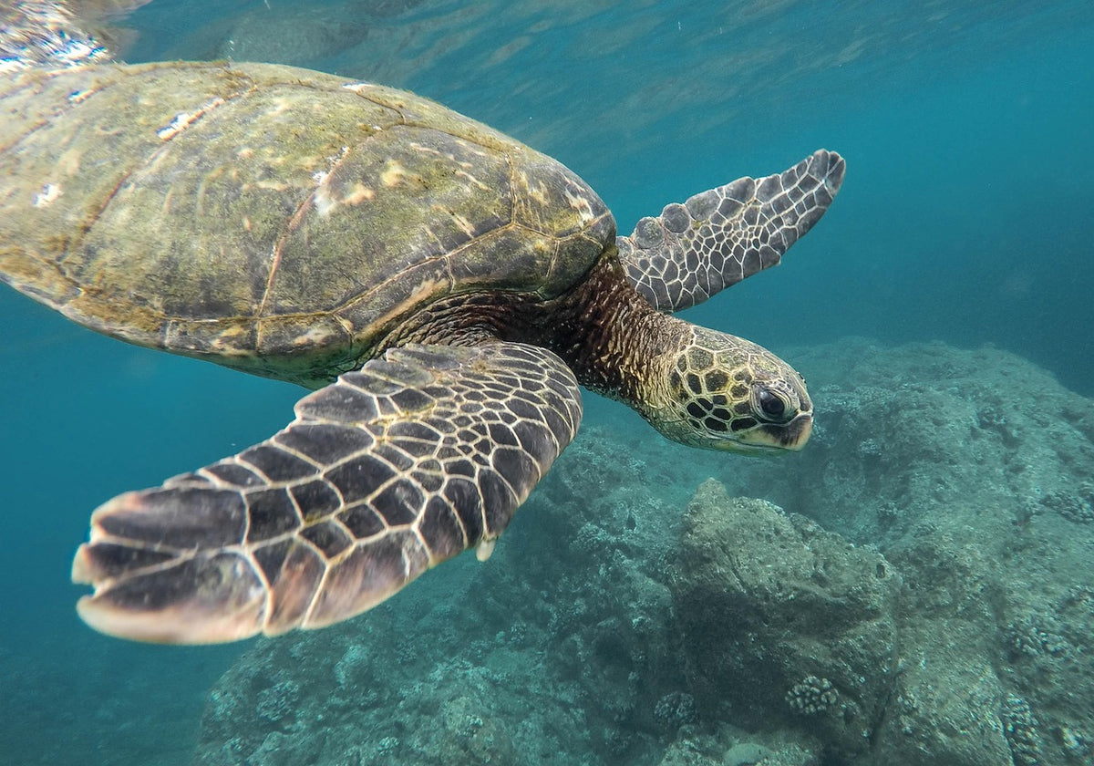 Snorkelling Over Seagrass Meadows