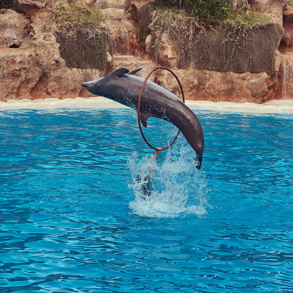 Sidesvømning med delfiner med eksperttrænere og transport
