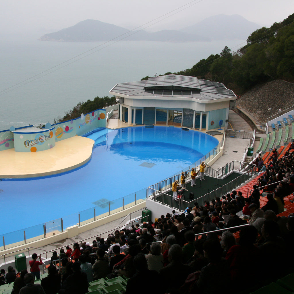 Sidesvømning med delfiner med eksperttrænere og transport