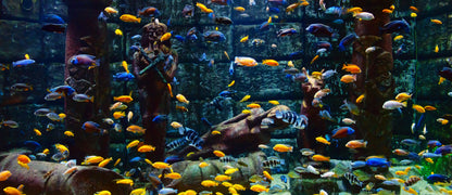 Antalya Aquarium Tour with Entrance & Roundtrip Transfer