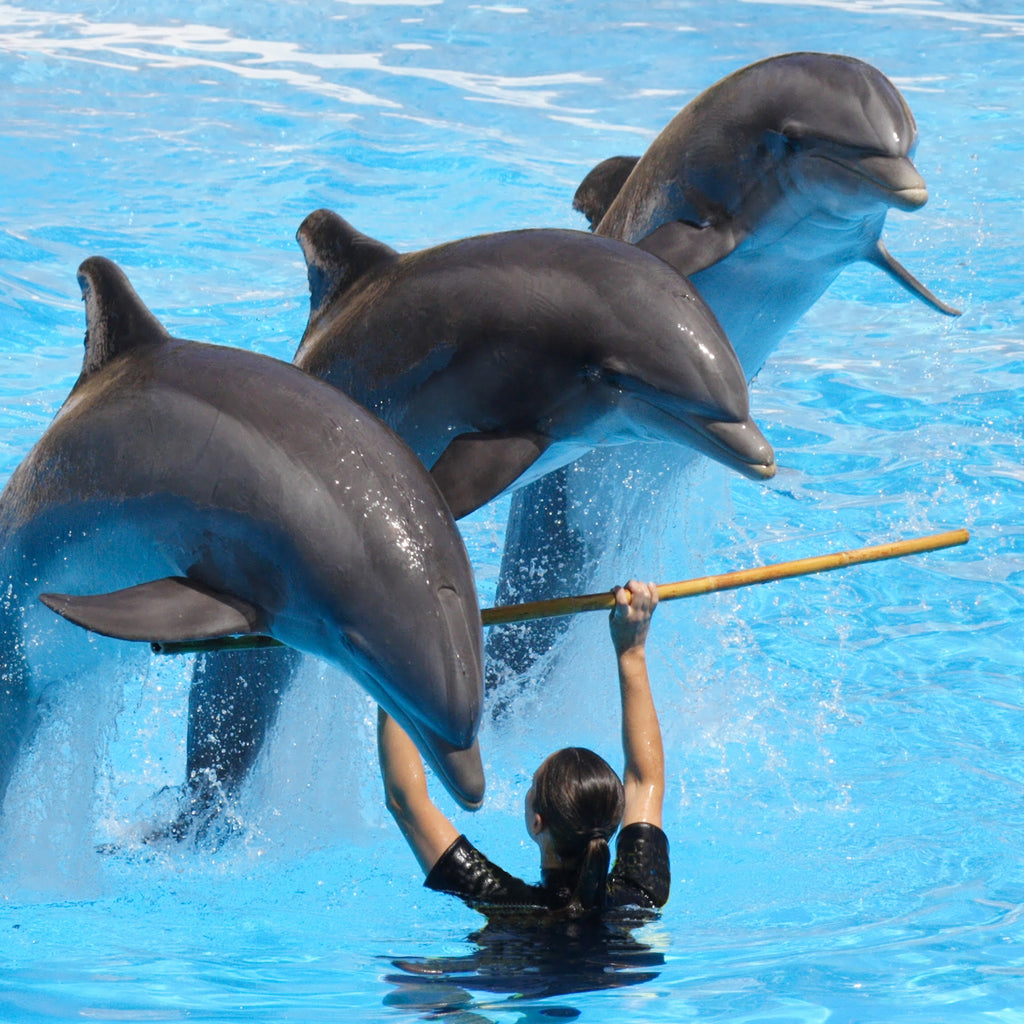 Sidesvømning med delfiner med eksperttrænere og transport