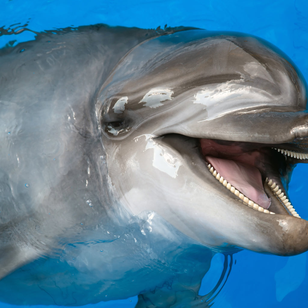 Sidesvømning med delfiner med eksperttrænere og transport