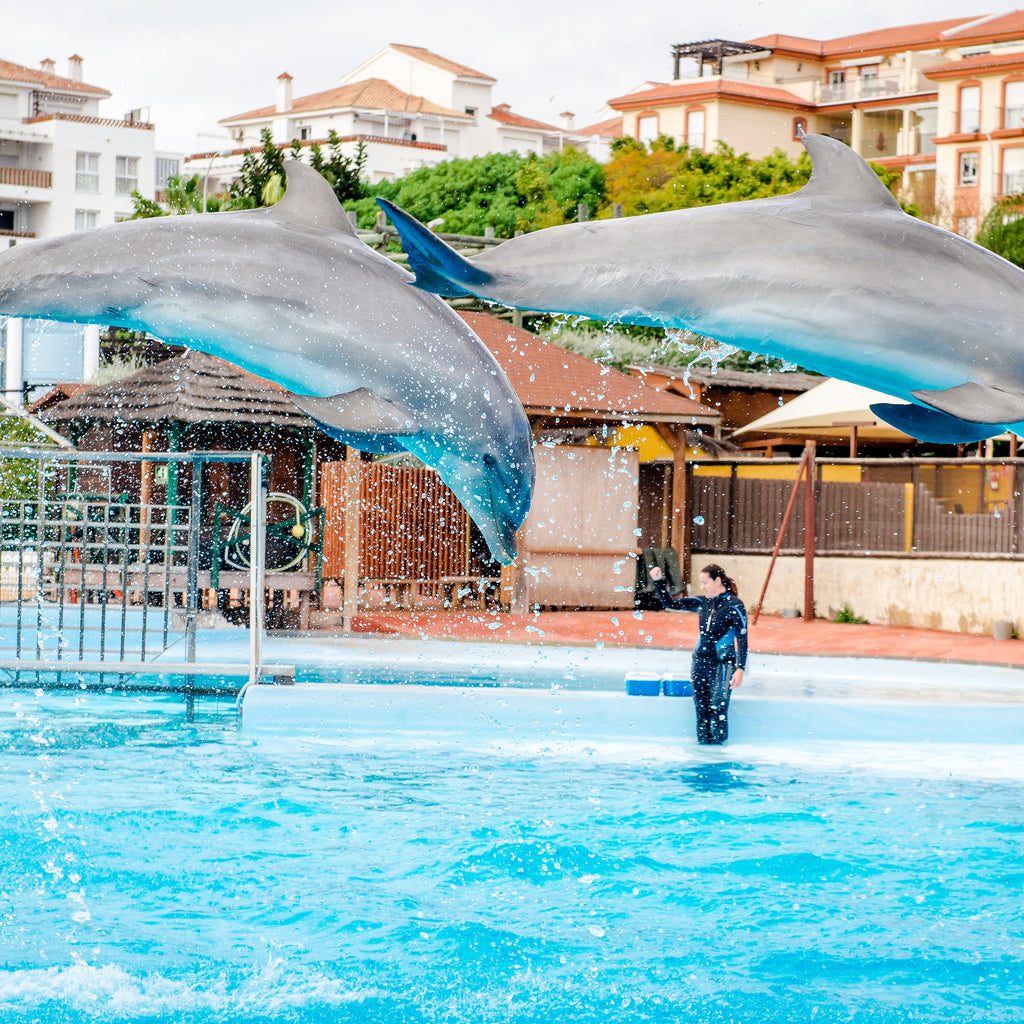 Sidesvømning med delfiner med eksperttrænere og transport