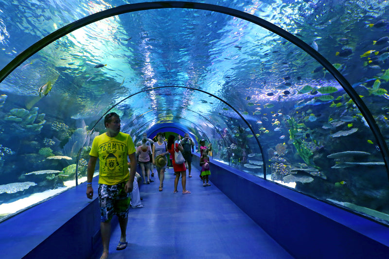 glass-top walk at the Dubai Aquarium 