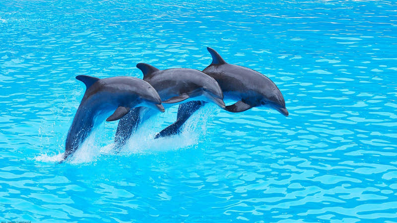 Side Dolphin Show - Tripventura
