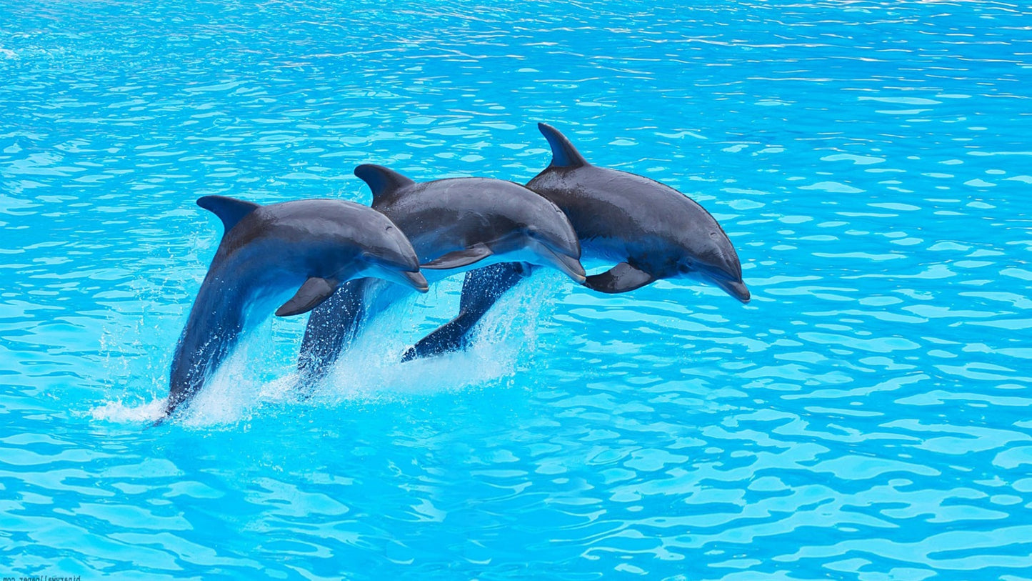 Alanya Dolphin & Sea Lions Show - Tripventura