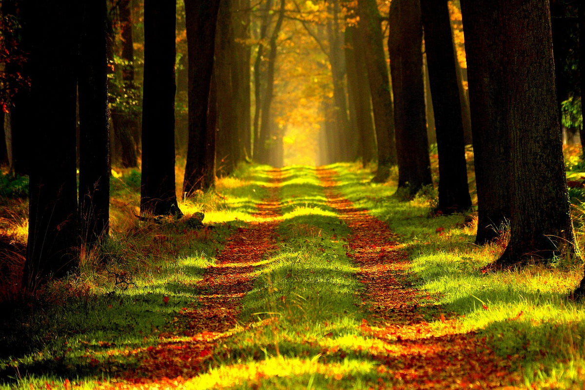 Belek Pine Forest Reserve