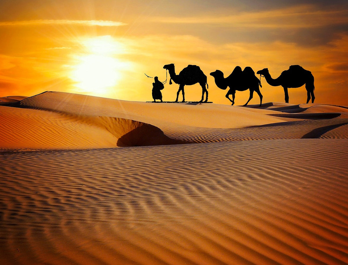 Camel Trekking Through the Dunes