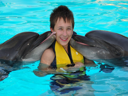 Sharm El Sheikh Dolphin show