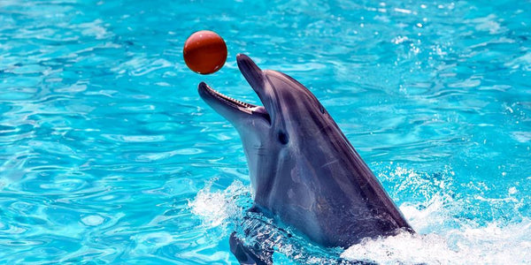 Swimming with Dolphins Adventure in Bodrum