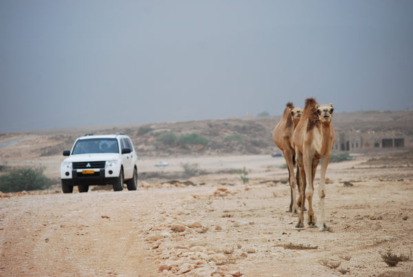 Ganztägige Wadi Bani Khalid und Wahiba Sands Wüstensafari ab Muscat
