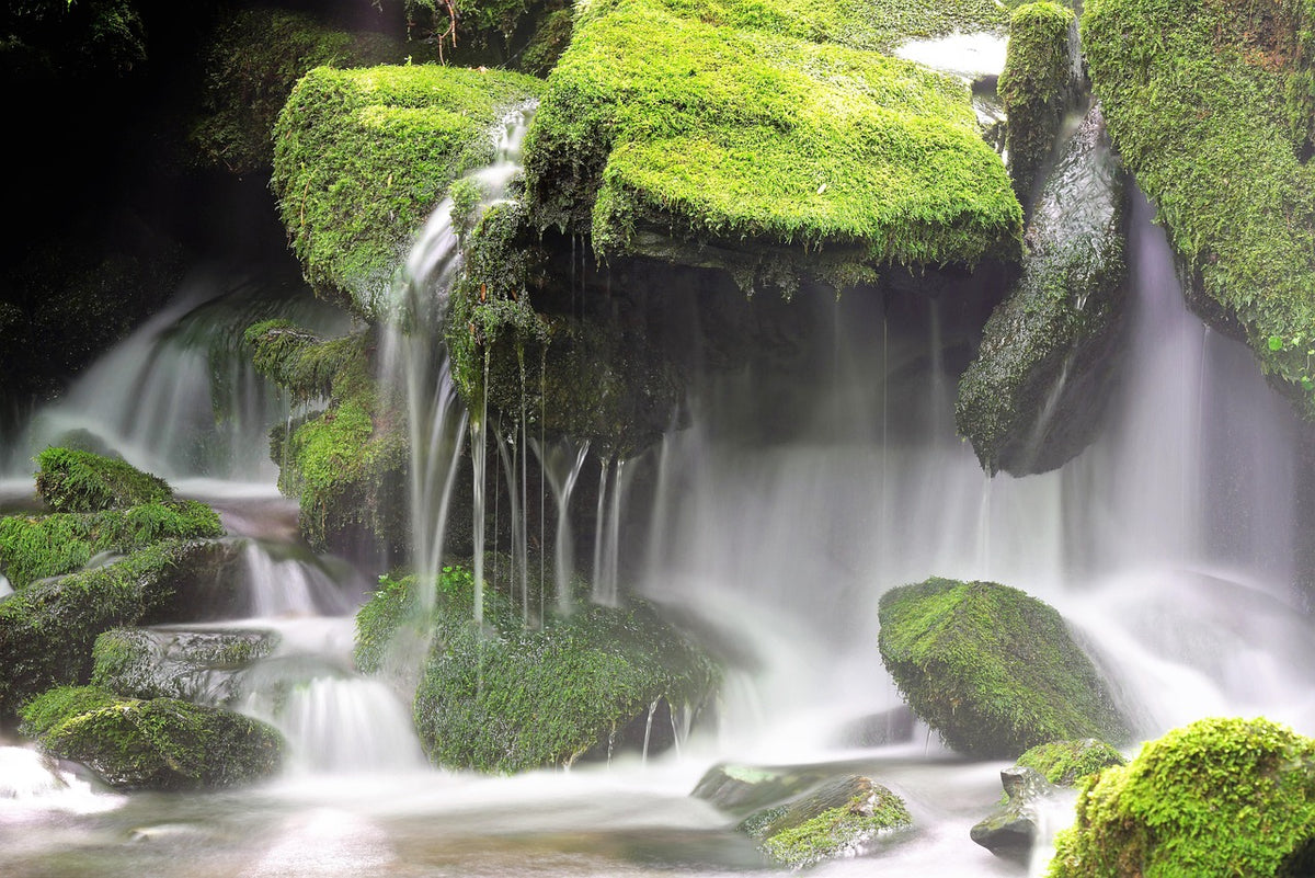 Lush Canyon Scenery & Wildlife